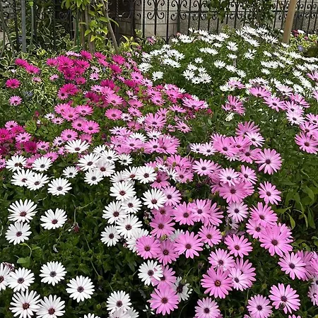 公寓 Ursic 斯普利特